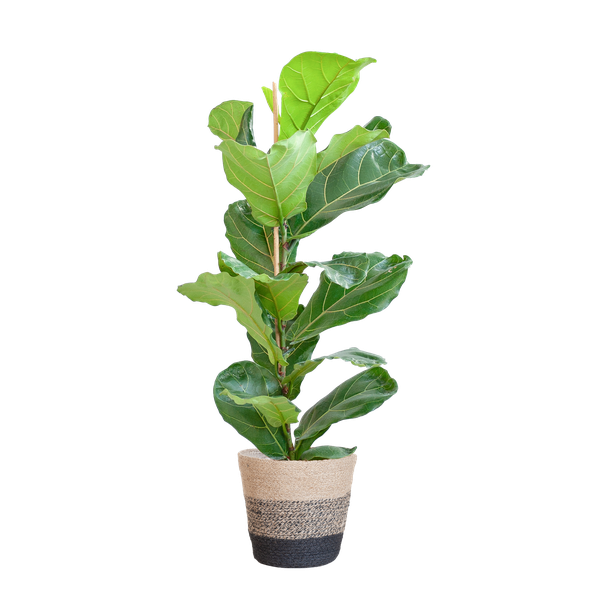 Ficus Lyrata mit Korb Lisbon schwarz - 80cm - Ø21