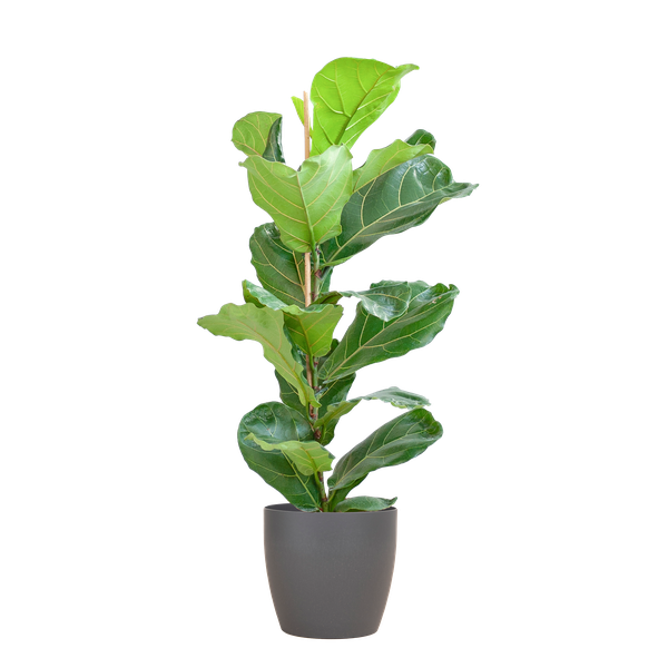 Ficus Lyrata mit Viber-Topf grau - 80cm - Ø21