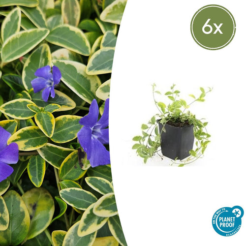 Vinca Minor 'Aureovariegata' - ↕10-25Cm - Ø9Cm