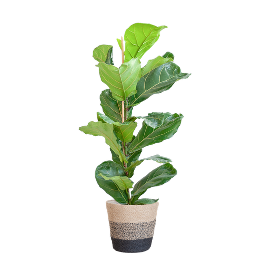 Ficus Lyrata mit Korb Lisbon schwarz - 80cm - Ø21