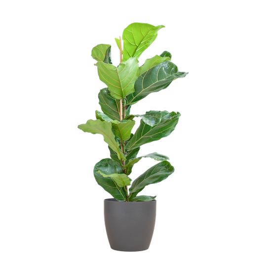 Ficus Lyrata mit Viber-Topf grau - 80cm - Ø21