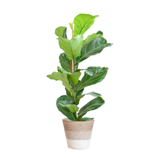 Ficus Lyrata mit Korb Lisbon weiß - 80cm - Ø21